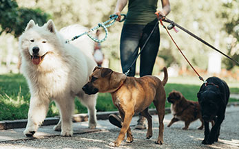 Garde d'animaux : trouver un pet-sitter