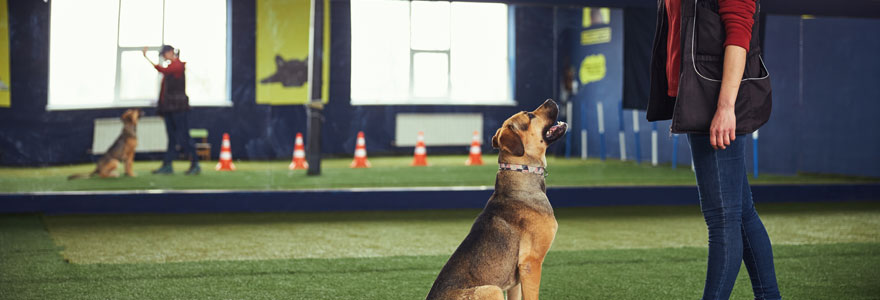 éducateur canin