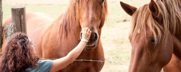 chevaux